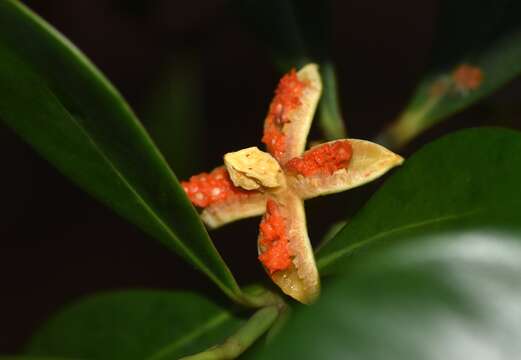 Image of Clusia panapanari (Aubl.) Choisy