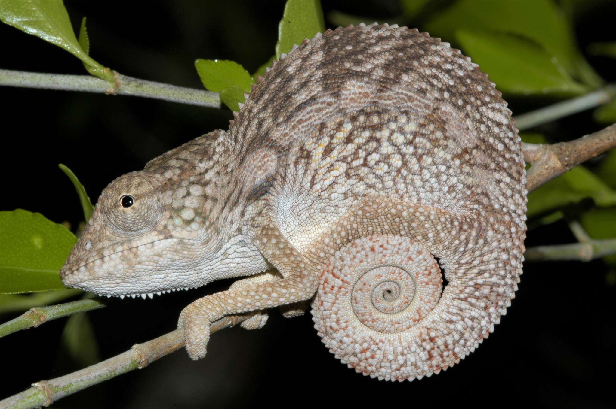 Image of Chameleon