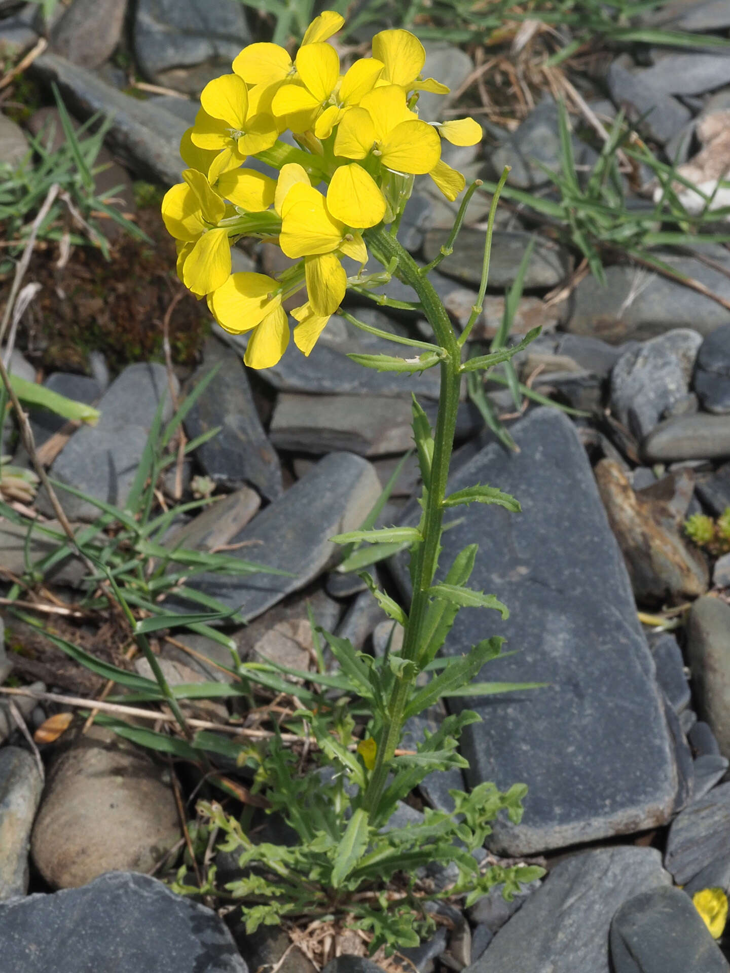 Image of Erysimum ibericum (Adams) DC.