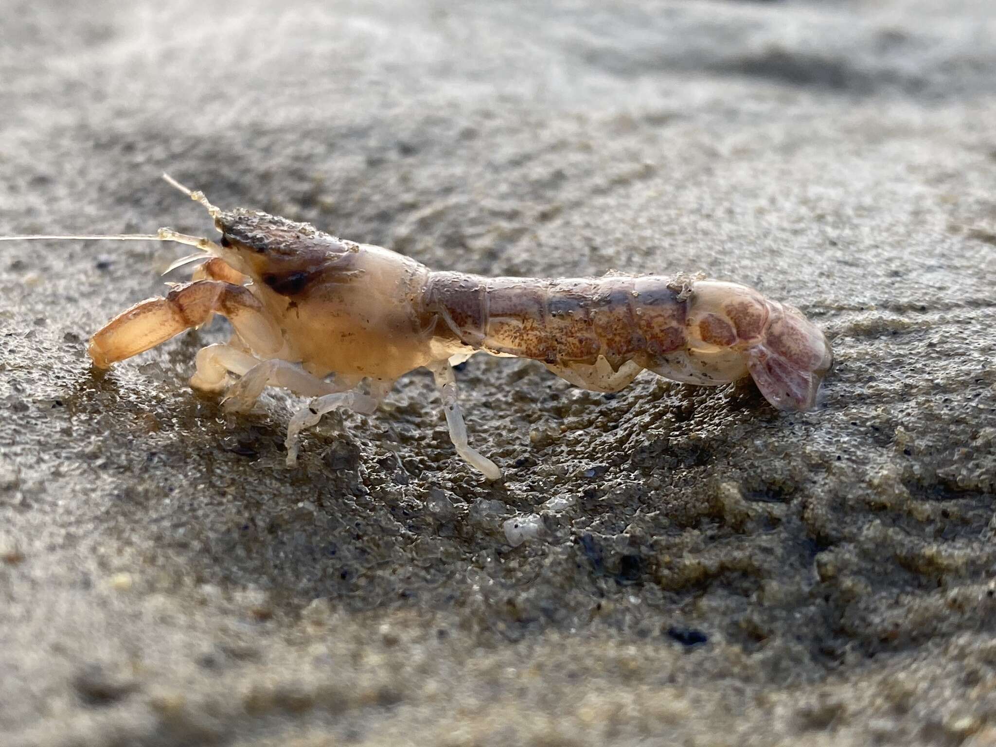 Image of coastal mud shrimp