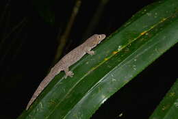 Image of Symmetrical Gecko