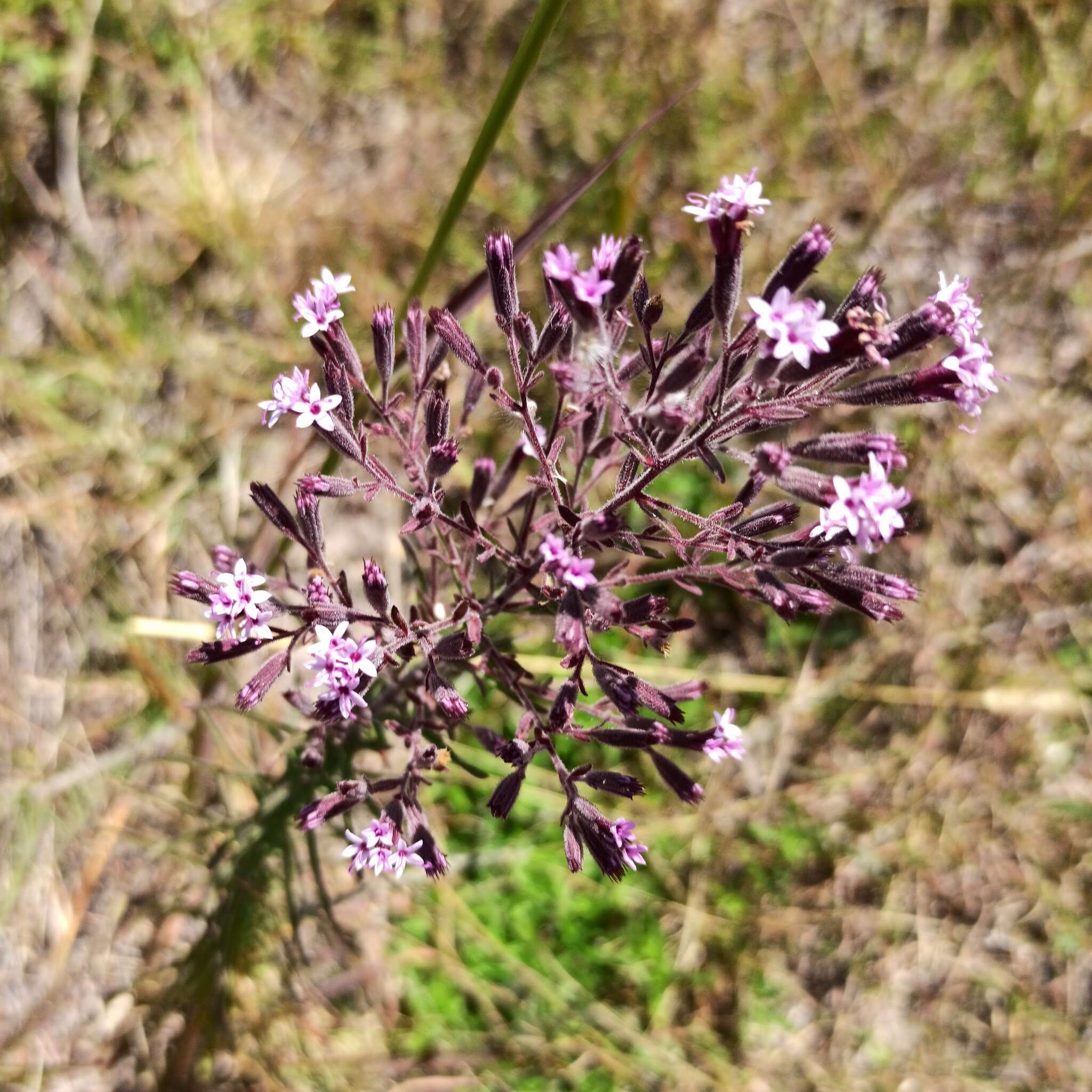 Sivun Stevia viscida Kunth kuva