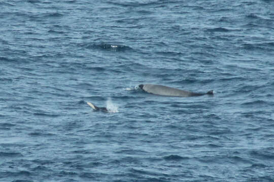 Image of Layard's Beaked Whale