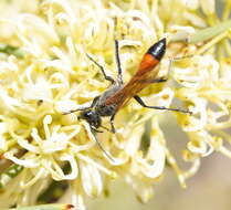 Image of Podalonia tydei suspiciosa (F. Smith 1856)