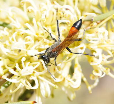 Sivun Podalonia tydei suspiciosa (F. Smith 1856) kuva