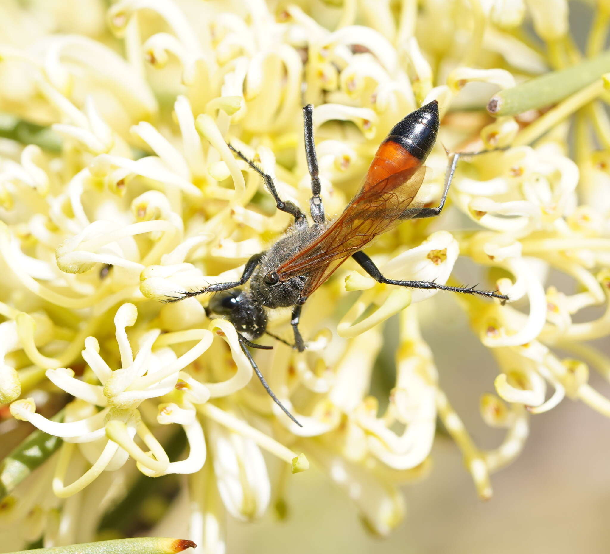 Image of Podalonia tydei suspiciosa (F. Smith 1856)