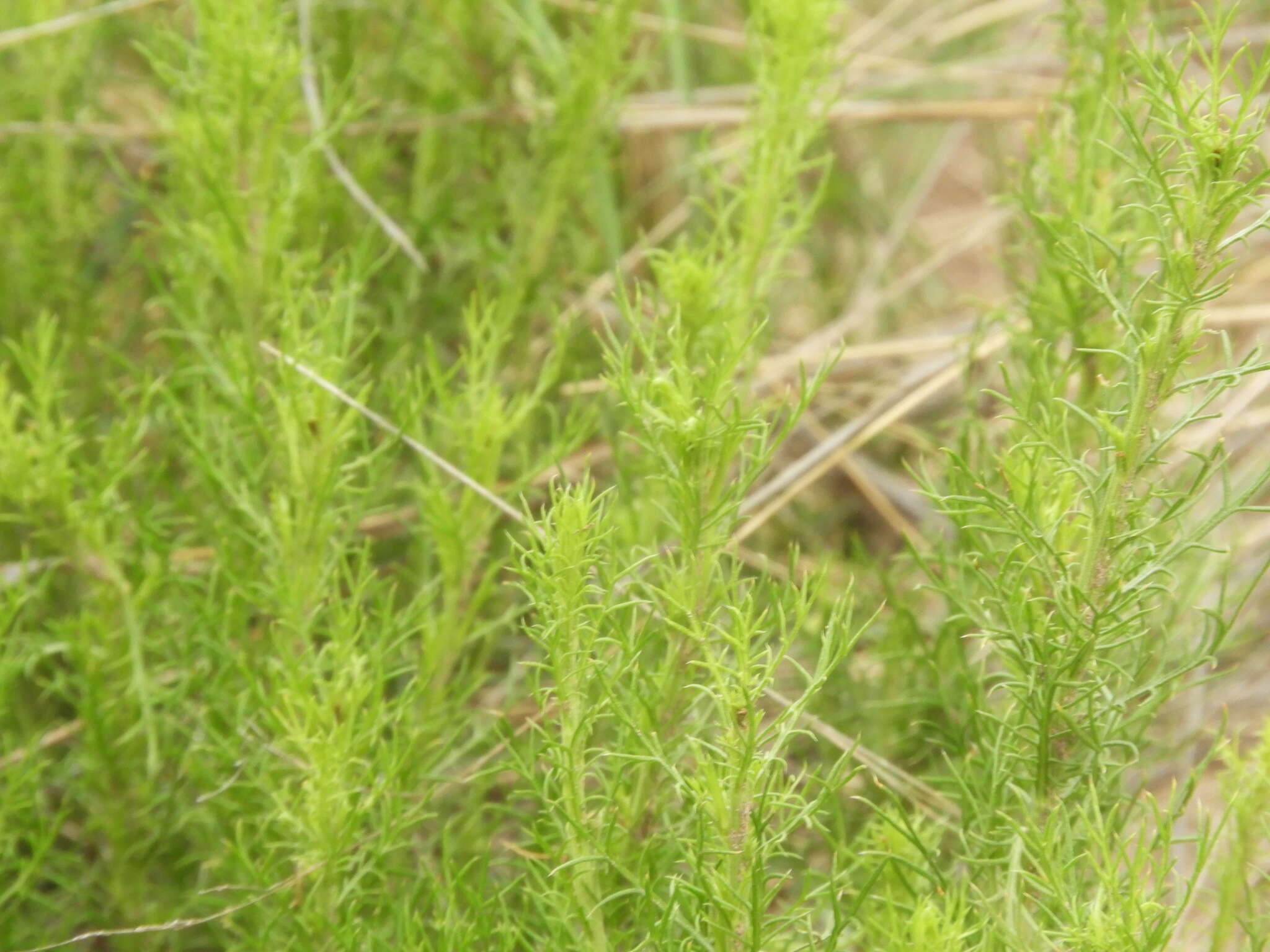 Image of Baccharis ulicina Hook. & Arn.