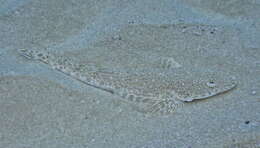 Image of Blue-spotted flathead