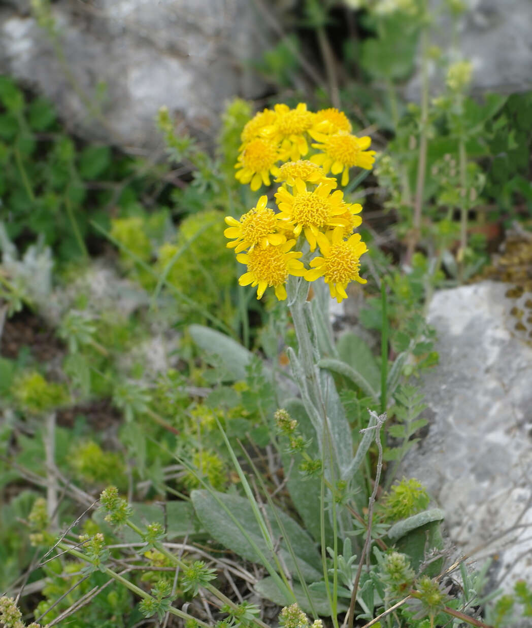 Image of Tephroseris integrifolia subsp. jailicola (Juz.) Greuter