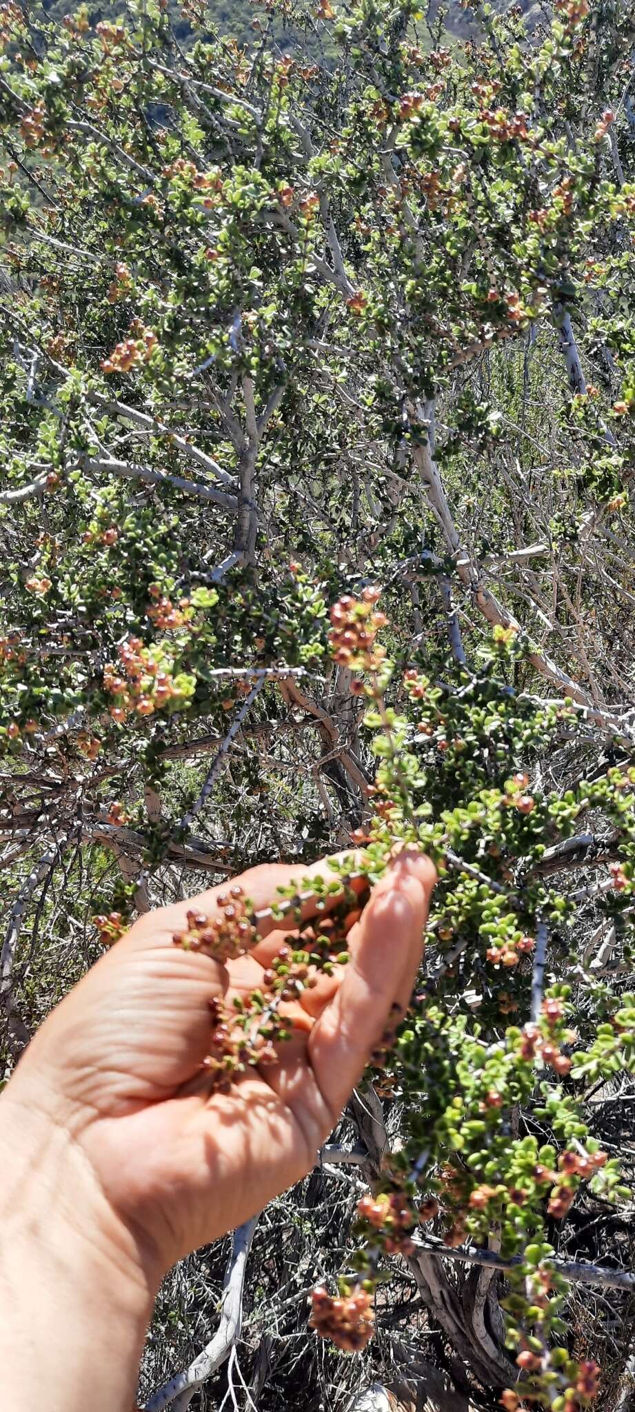 Image of Ceanothus bolensis S. Boyd & J. E. Keeley