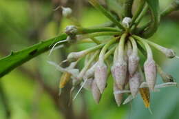 صورة Ardisia cornudentata Mez