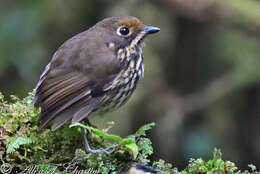 Image of Ochre-fronted Antpitta