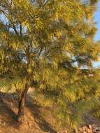 Image of Mt. Etna broom