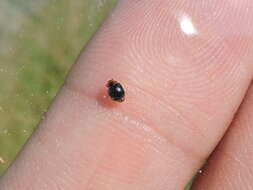 Image of Scymnus (Pullus) louisianae J. Chapin 1973