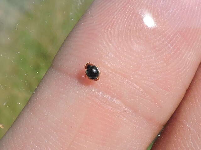 Image of Scymnus (Pullus) louisianae J. Chapin 1973