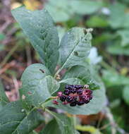 Image of Phytolacca acinosa Roxb.