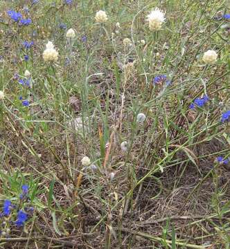 Image of Centaurea margaritacea Ten.