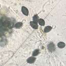 Image of Podospora setosa (G. Winter) Niessl 1883