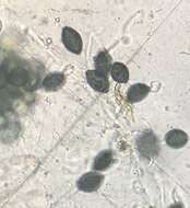 Image of Podospora setosa (G. Winter) Niessl 1883