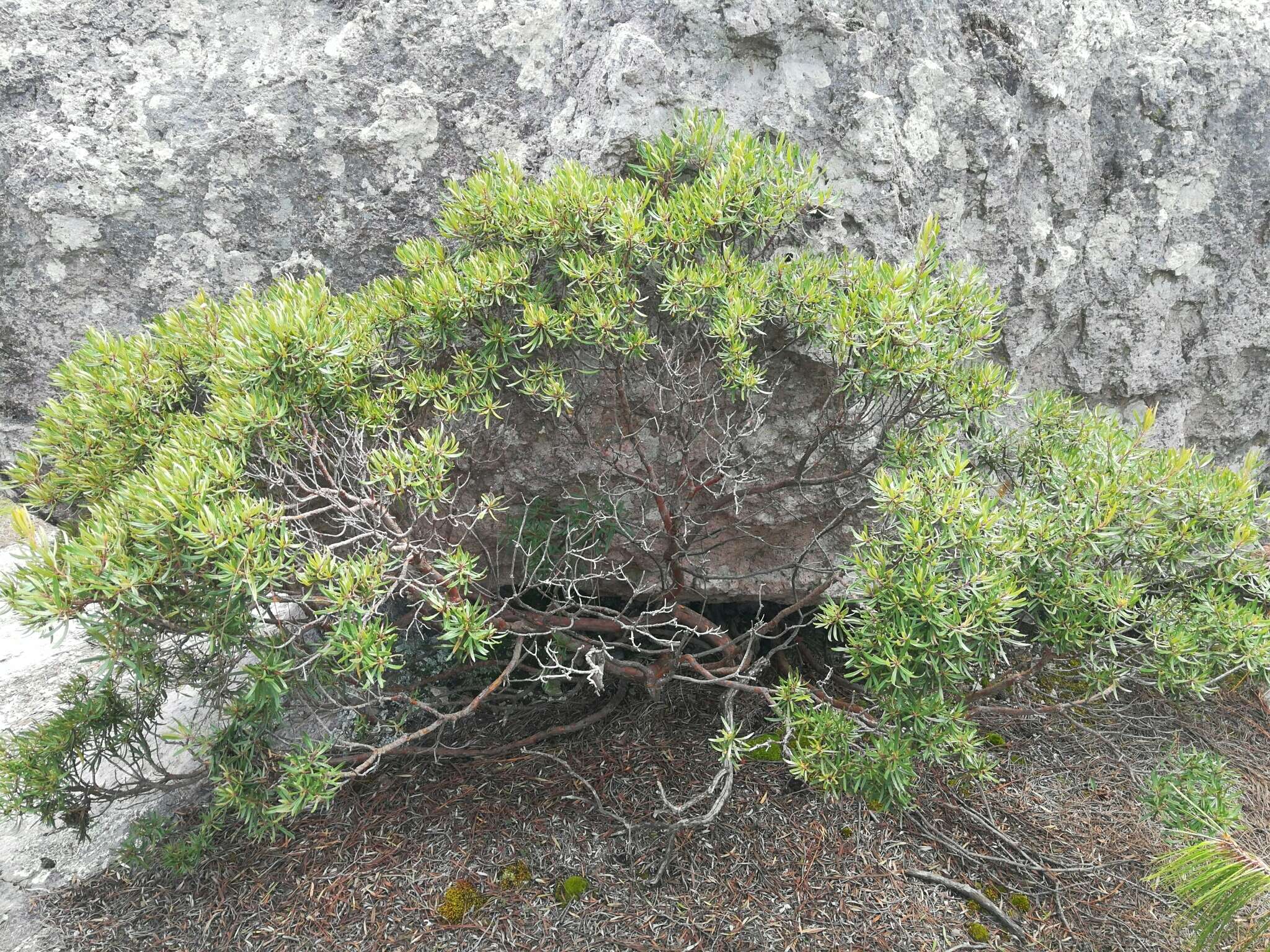 Слика од Comarostaphylis polifolia subsp. polifolia