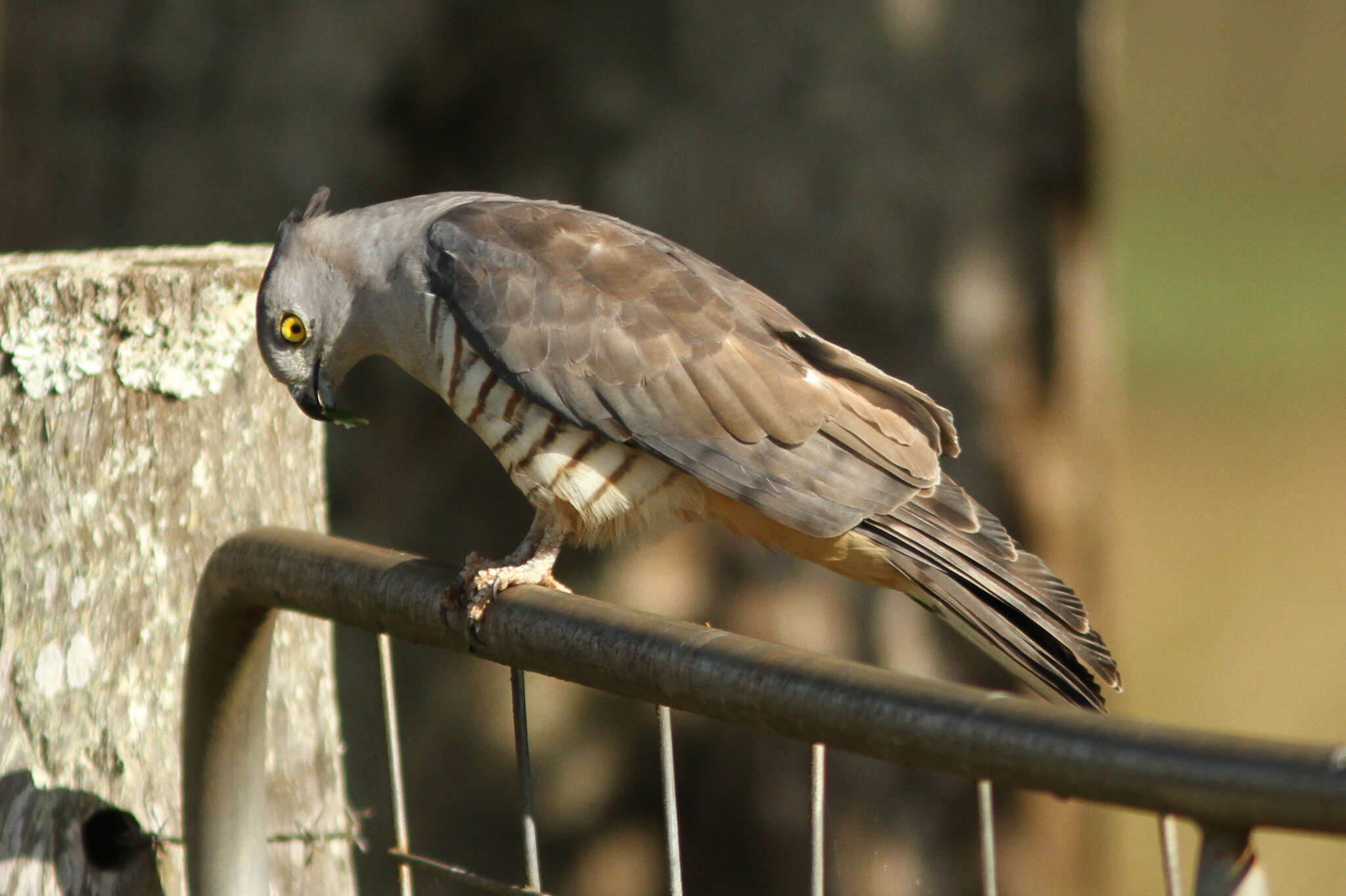 Image of Pacific Baza