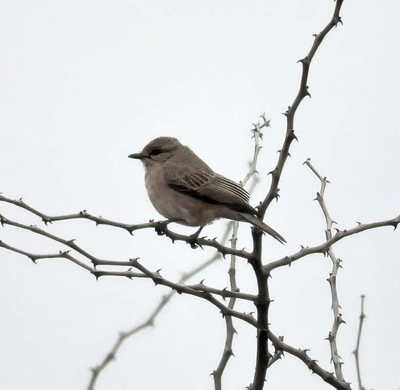 Sivun <i>Bradornis microrhynchus</i> kuva