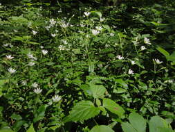 Image of Cerastium sylvaticum Waldst. & Kit.