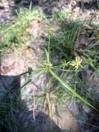 Image de Cyperus grayi Torr.