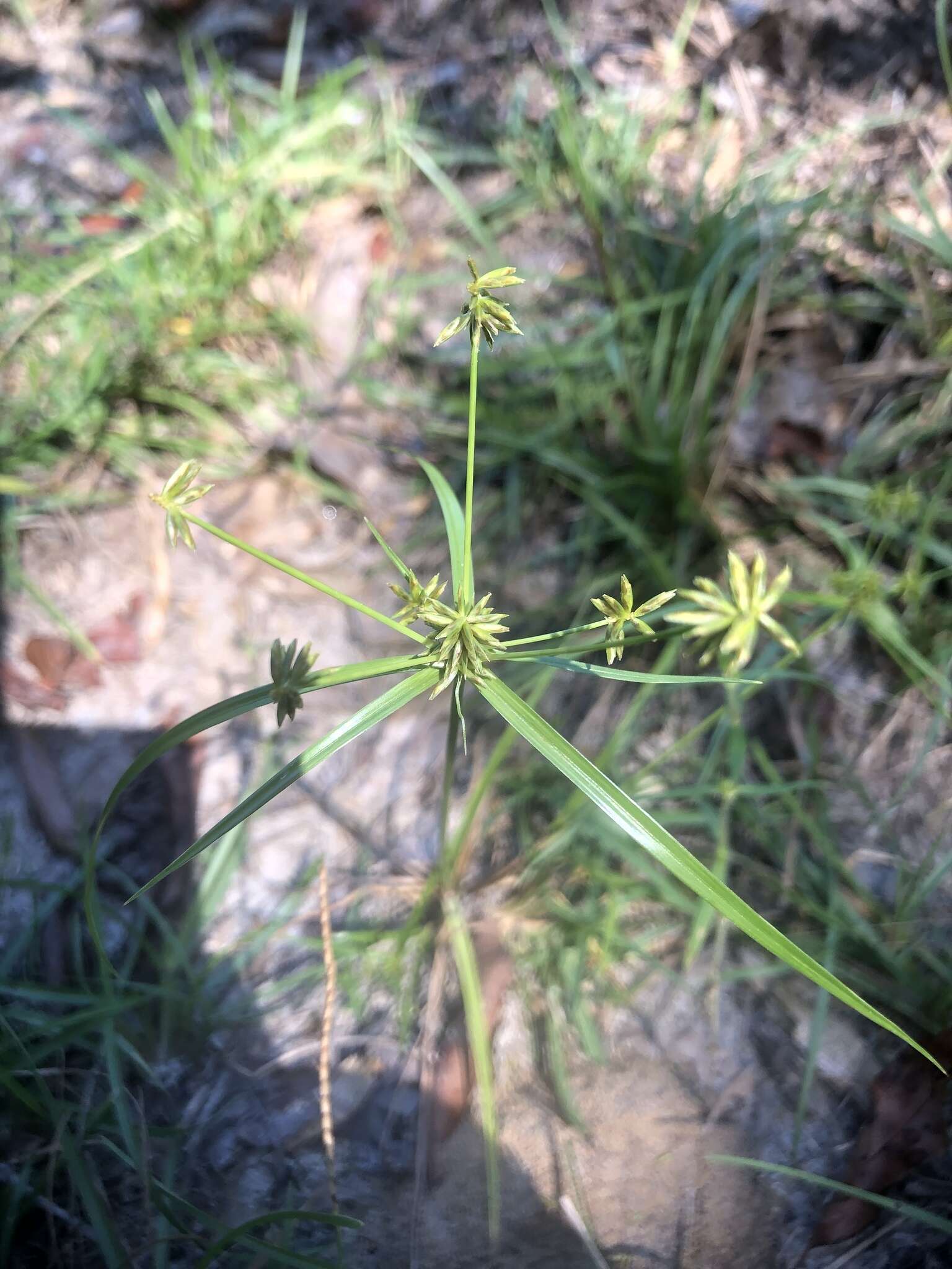 Image of Gray's Flat Sedge