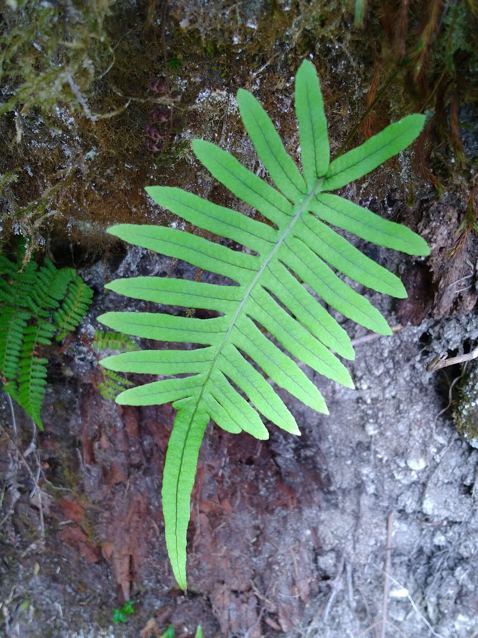 Слика од Polypodiodes amoena (Wall. ex Mett) Ching