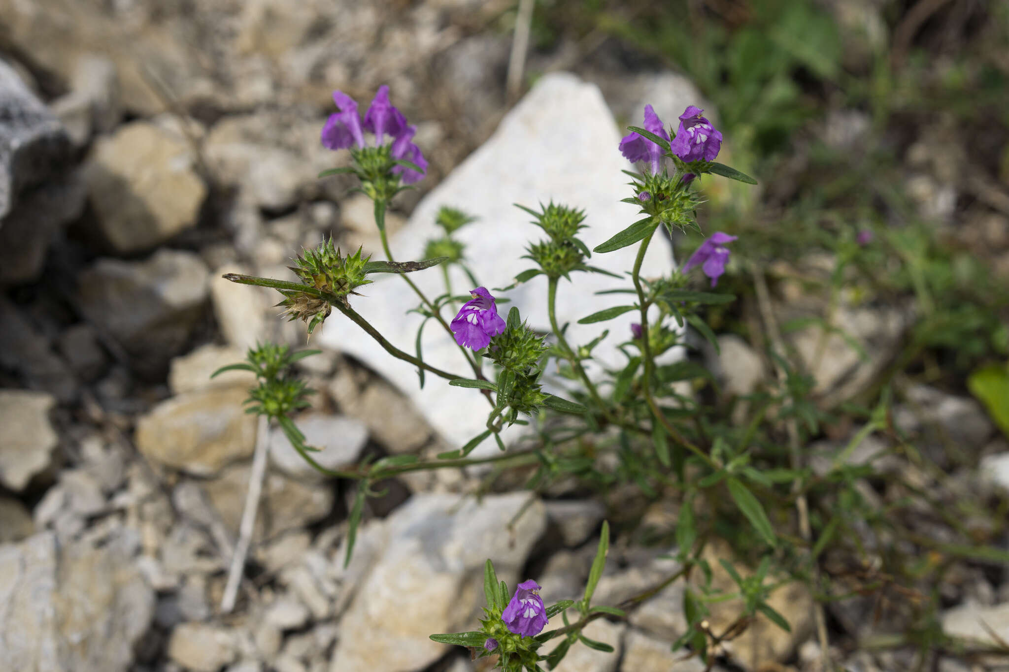 Imagem de Galeopsis angustifolia Ehrh. ex Hoffm.