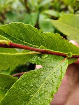 Image of Salix appendiculata Vill.