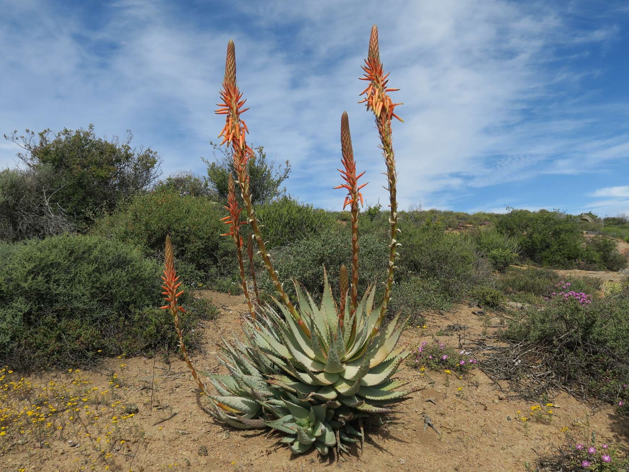 Plancia ëd Aloe glauca Mill.