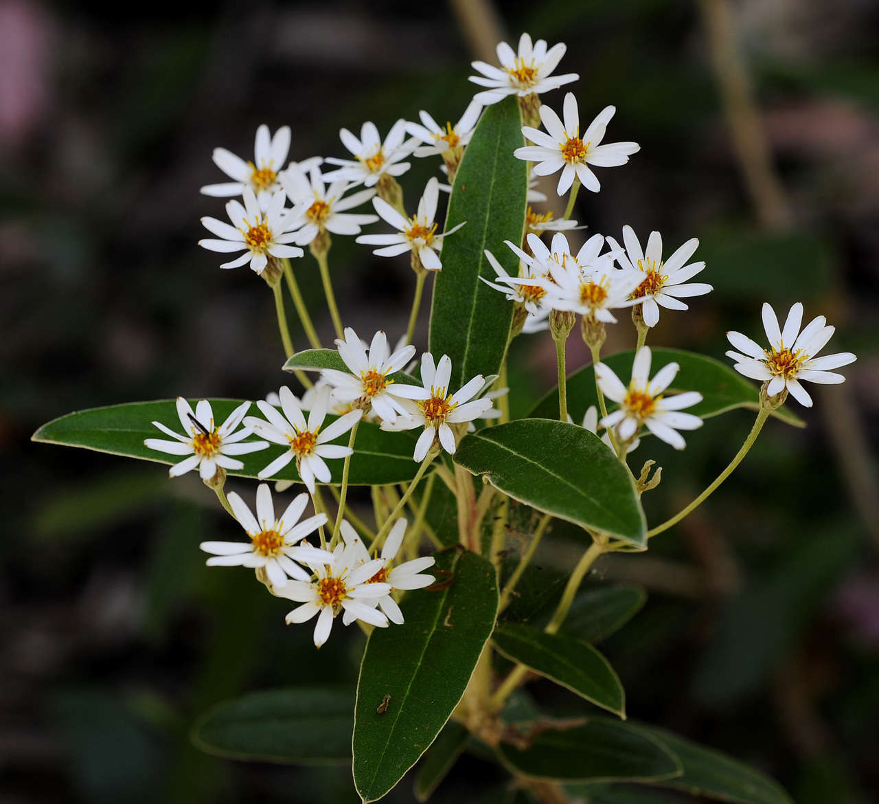 Olearia megalophylla (F. Müll.) F. Müll. resmi