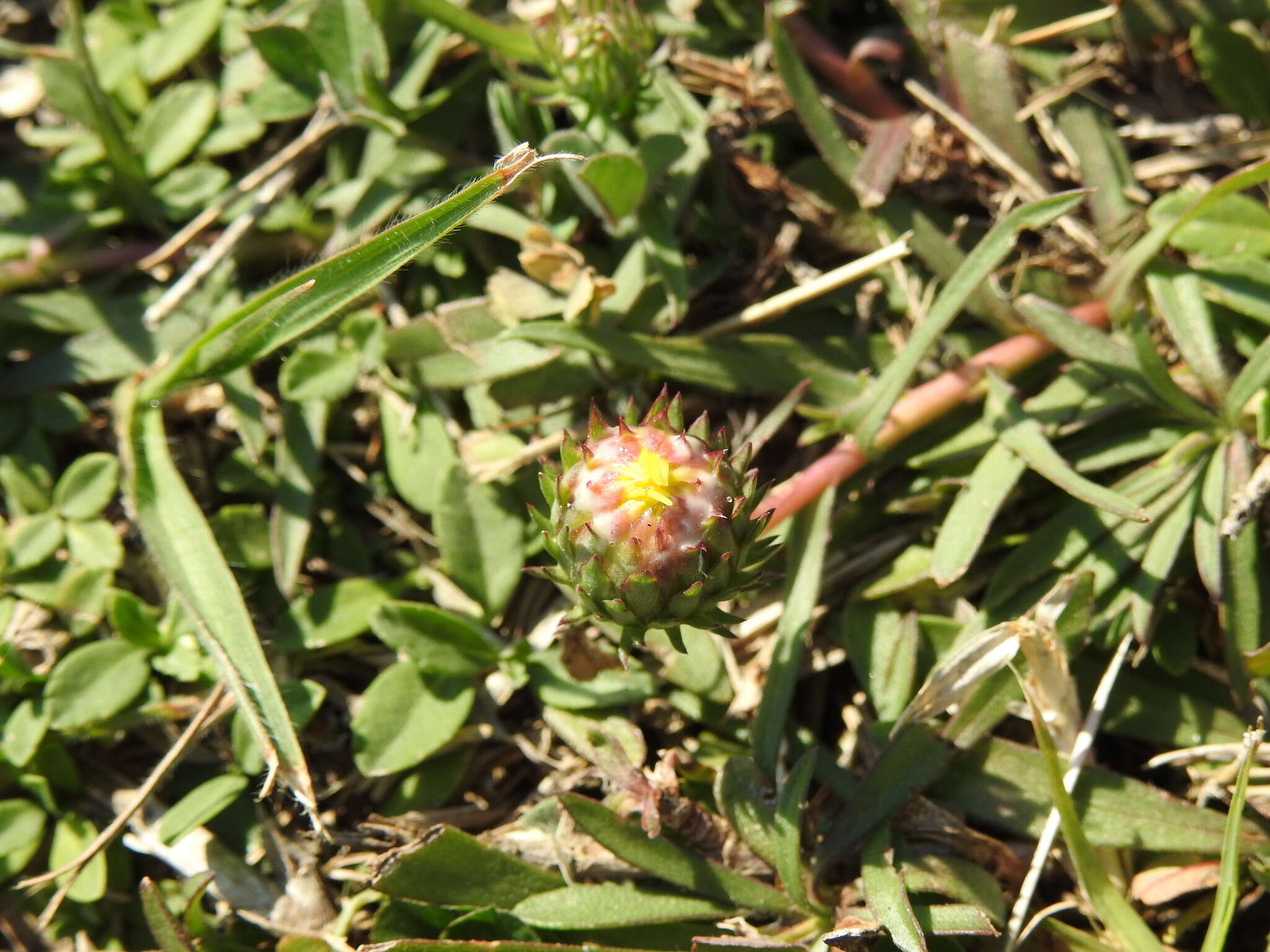 Image of Grindelia scorzonerifolia Hook. & Arn.