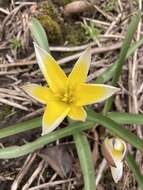 Image of Tulipa urumiensis Stapf