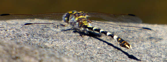 صورة Progomphus borealis McLachlan ex Selys 1873