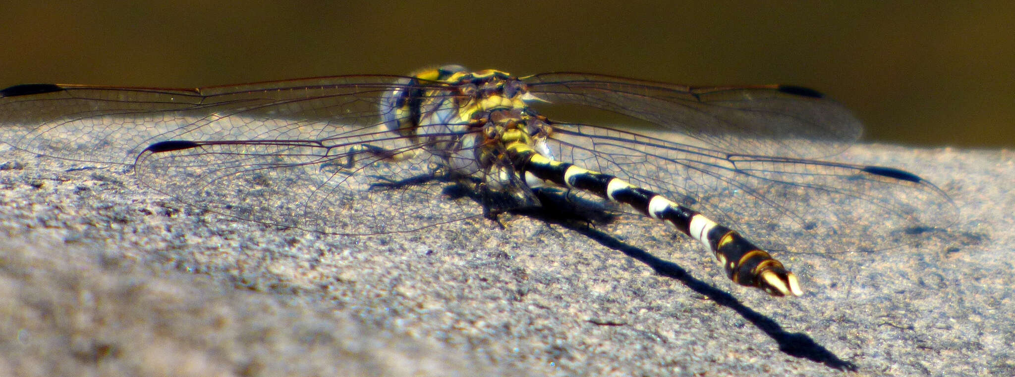 Sivun Progomphus borealis McLachlan ex Selys 1873 kuva