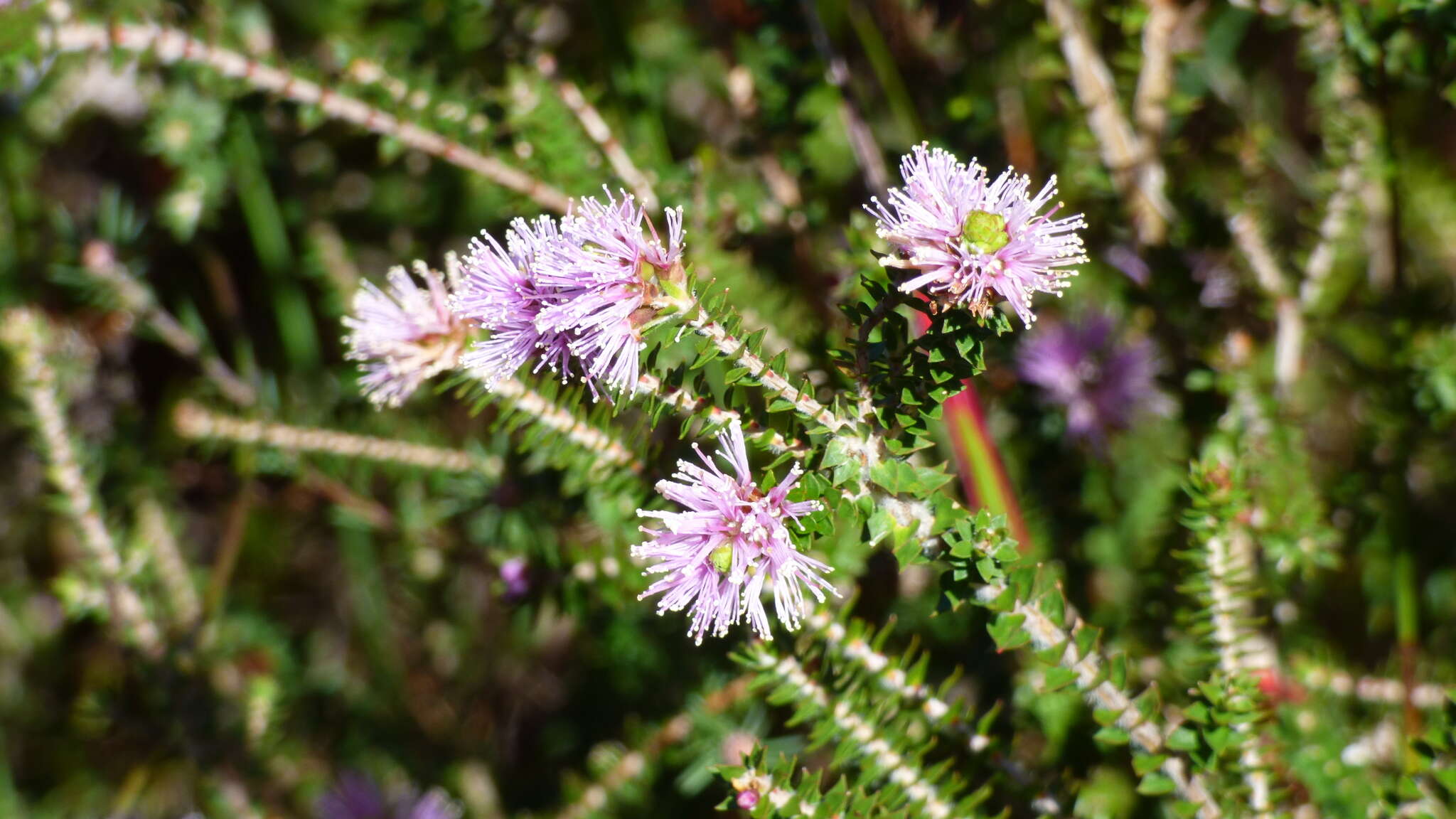 Imagem de Melaleuca squamea Labill.