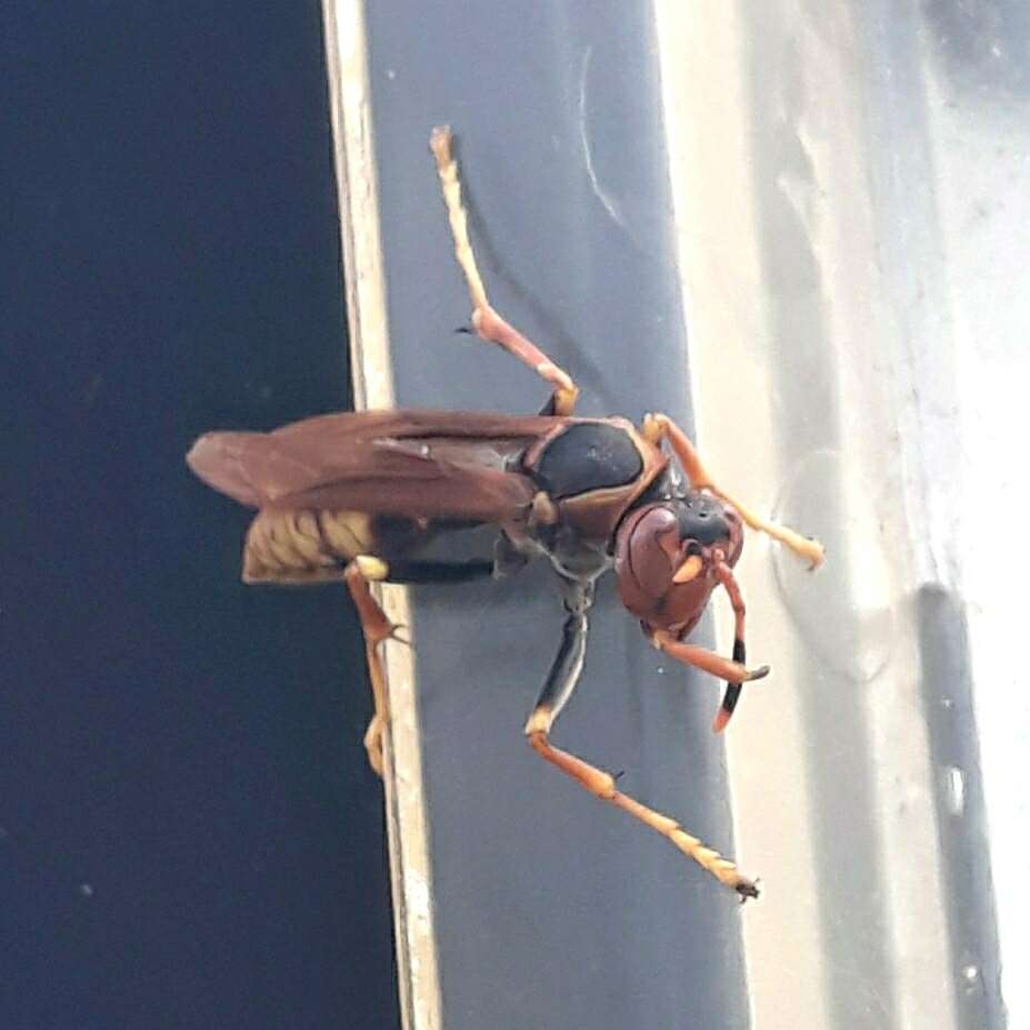 Image of Polistes cavapytiformis Richards 1978