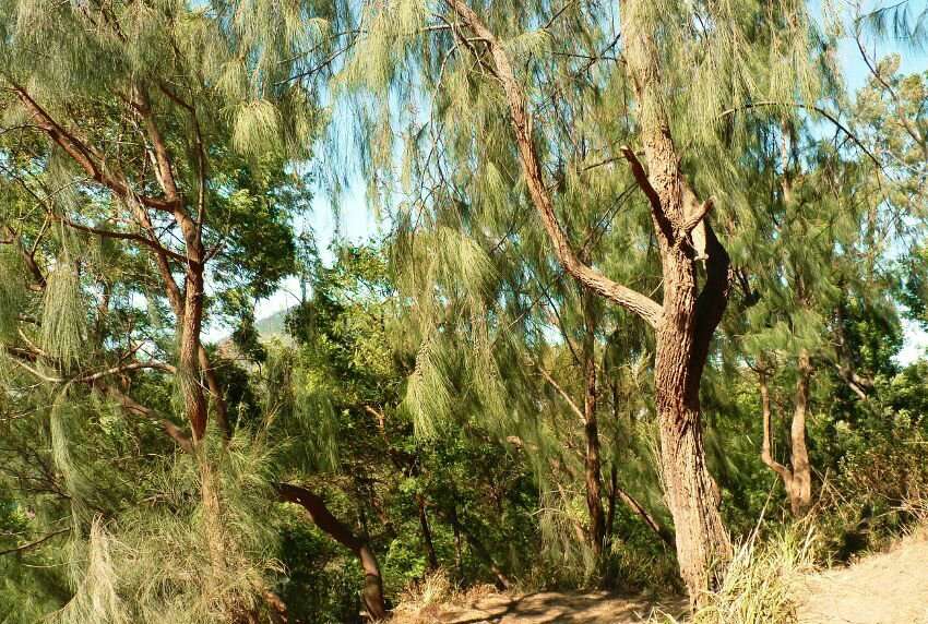 Image of Casuarina junghuhniana Miq.