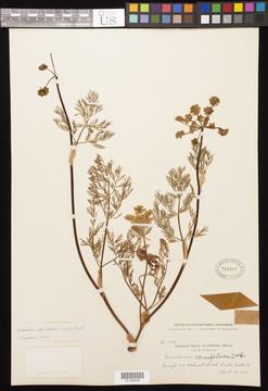 Image of common lomatium