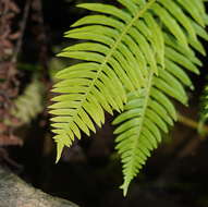 Image of Fishbone water-fern