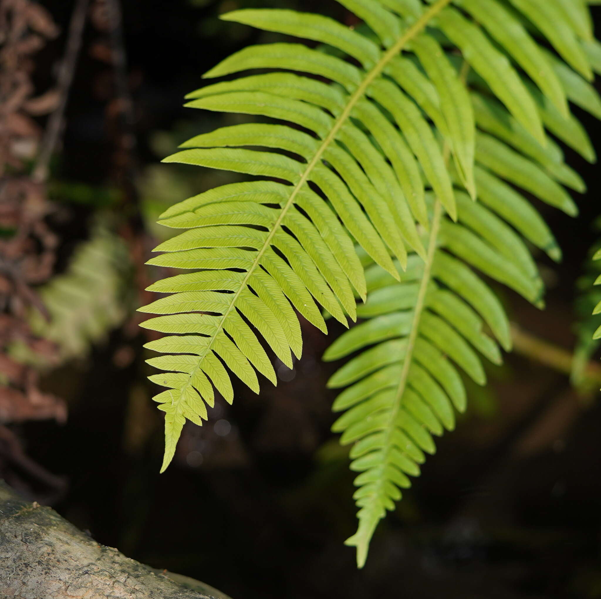 Image of Fishbone water-fern