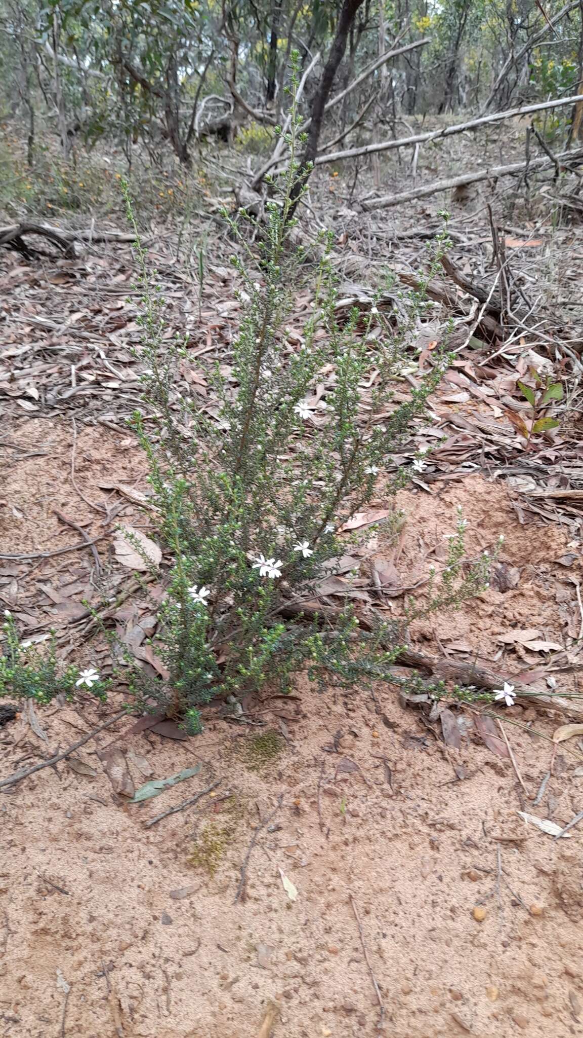 Image of Olearia minor (Benth.) N. S. Lander