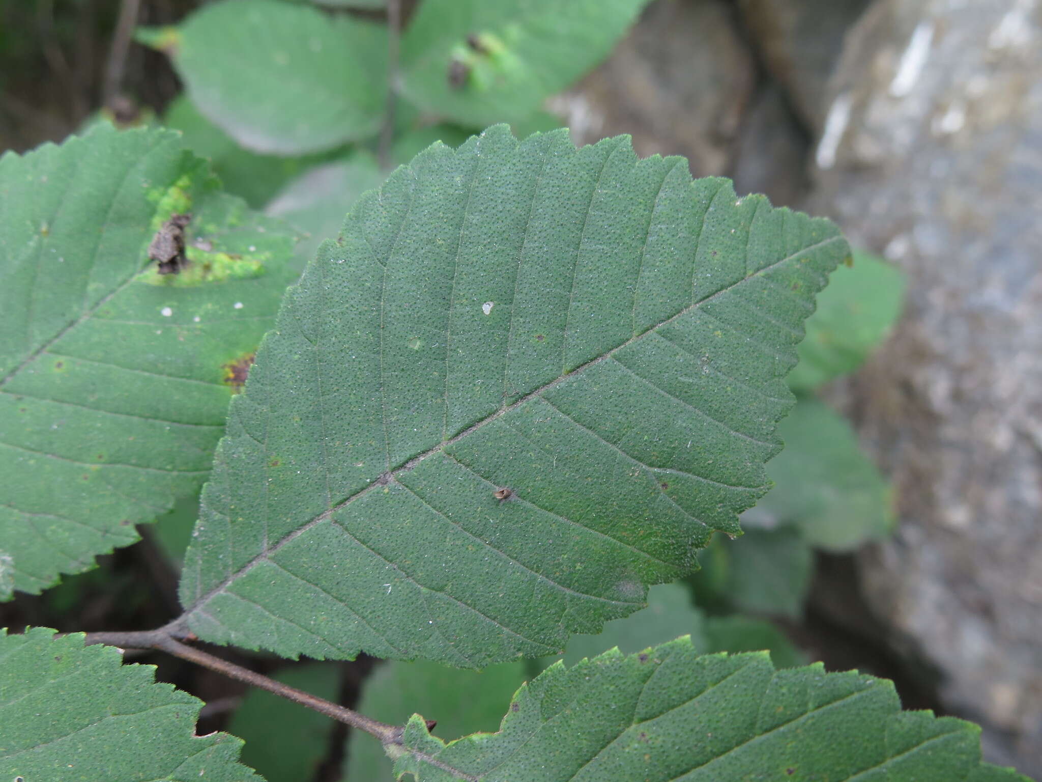 Image of Large-fruited Elm