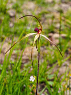 Image of Red-lipped spider orchid