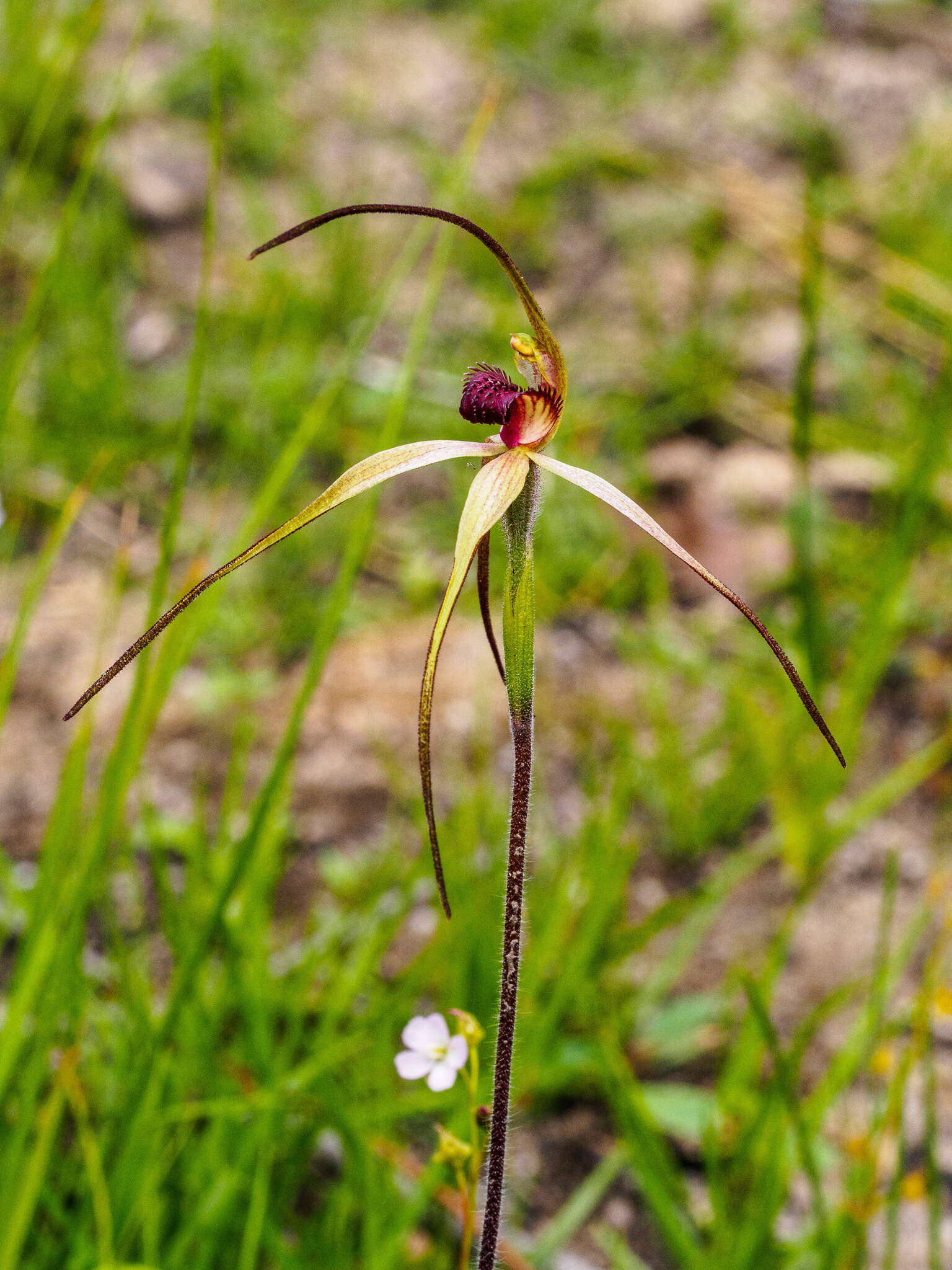 Image of Red-lipped spider orchid