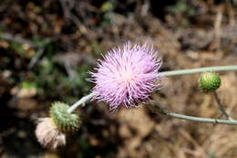 Image of cobwebby thistle