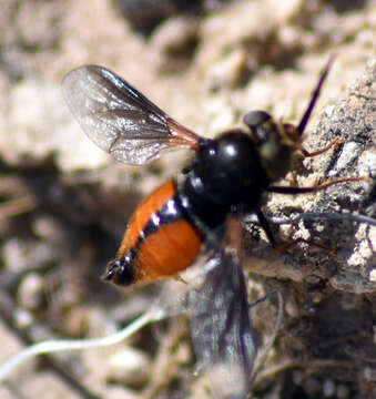 Imagem de Nemestrinus perezii (Dufour 1850)